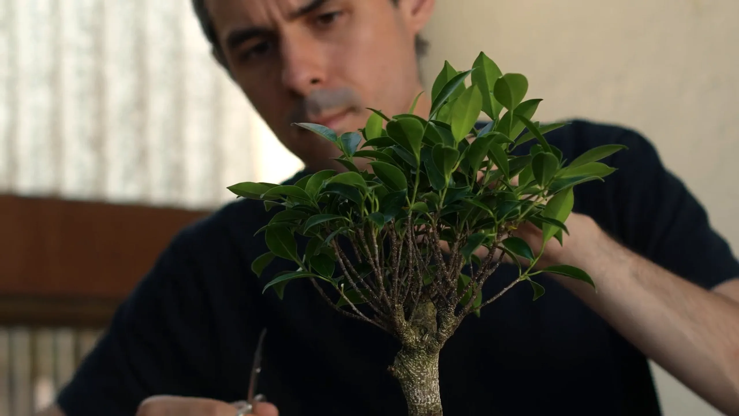 Slowgrove Bonsai website kit